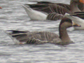 Bar-headed Goose x Swan Goose hybrid